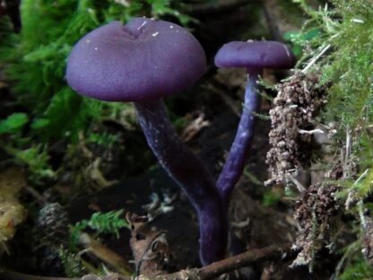 Critter in Black, Purple and Grey, with mushrooms and bark Ears, Custom Order - Image 3